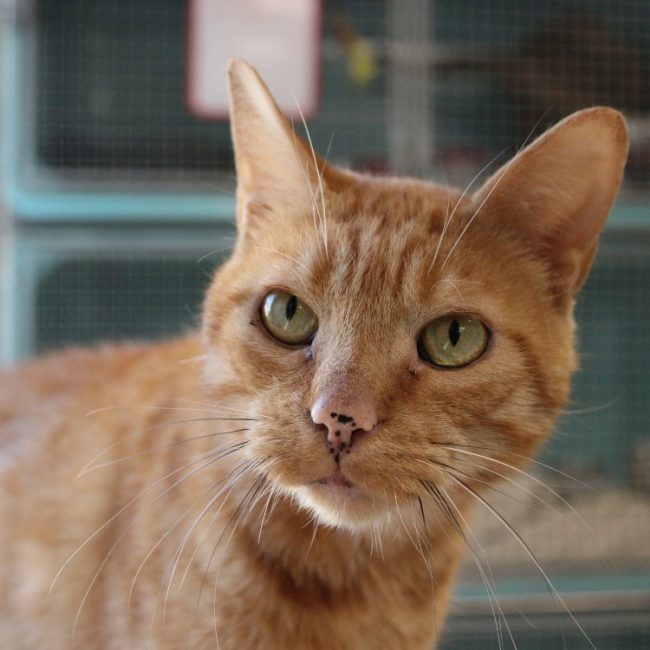Tomette - Chat Européen à adopter