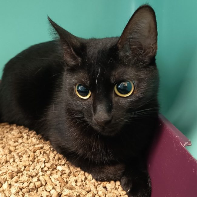 Padme - Chat Européen à adopter