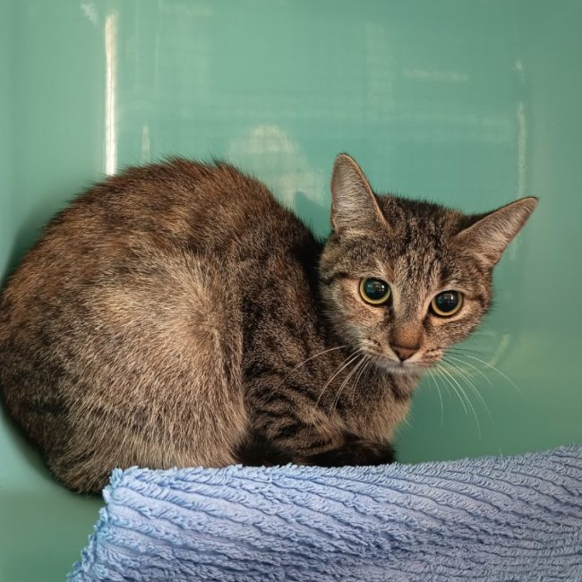 Rey - Chat Européen à adopter