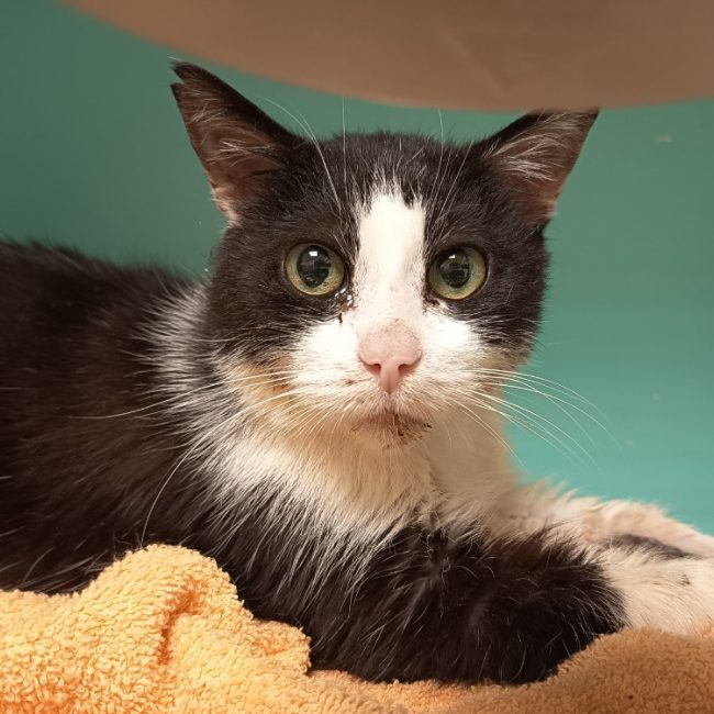 Qui-gon - Chat Européen à adopter