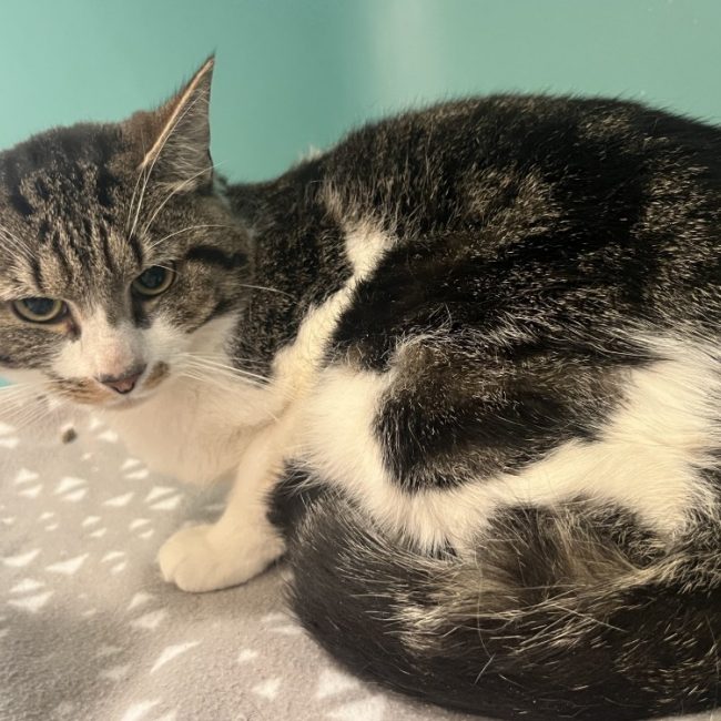 Cal - Chat Européen à adopter