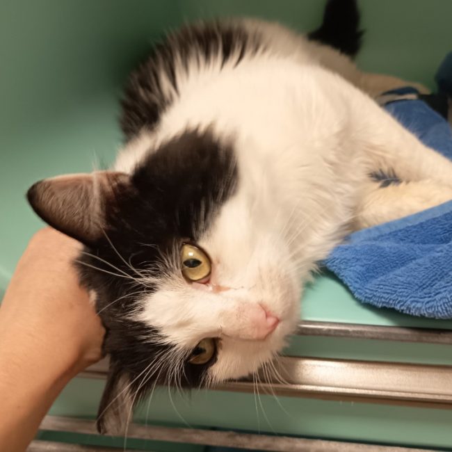 Anakin - Chat Européen à adopter