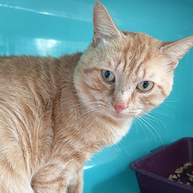 Yoda - Chat Européen à adopter