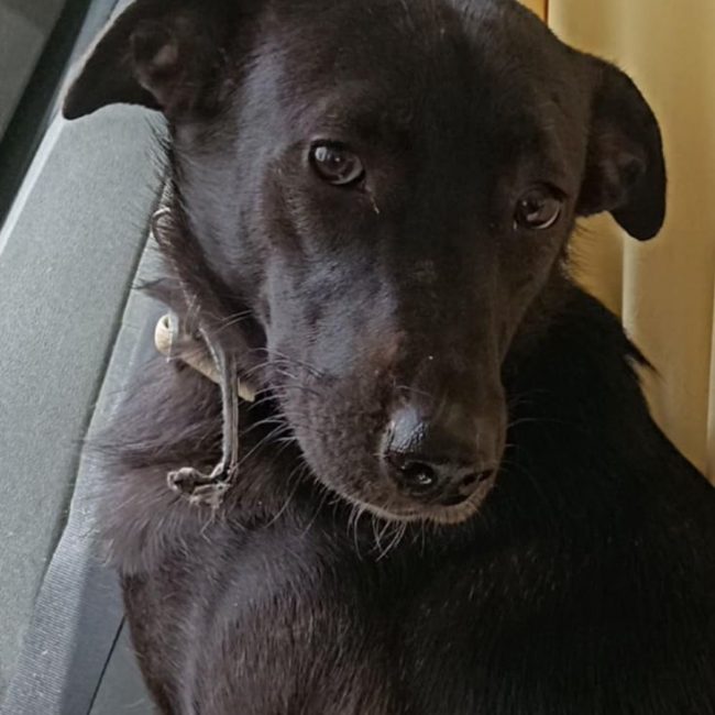 PIMOUSSE - Chien Labrador-Retriever à adopter
