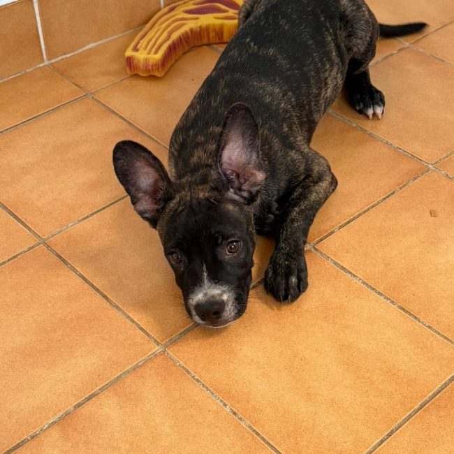 Onyx - Chien à adopter