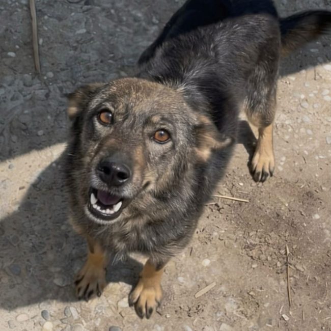 Joy - Chien à adopter