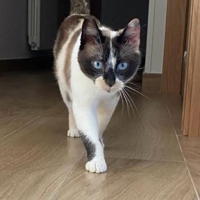 Mulan - Chat à adopter