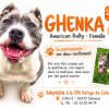 Ghenka