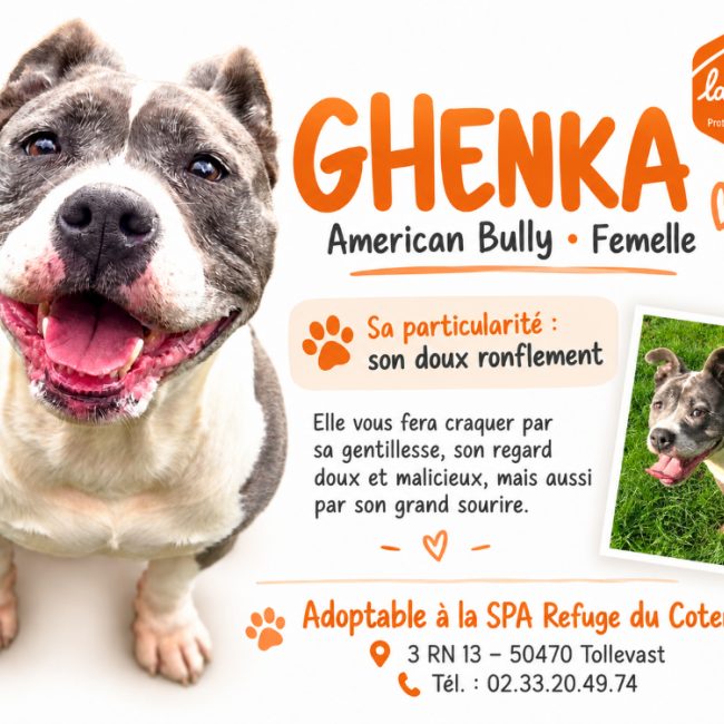 Ghenka - Chien American Bully à adopter
