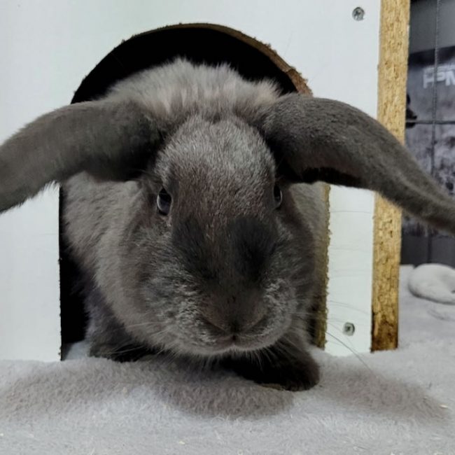 Pantoufle - Rongeur Lapin à adopter