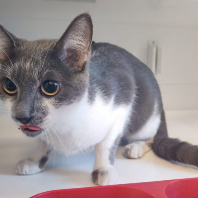 Peho - Chat Européen à adopter
