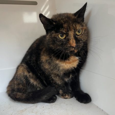 Crystal - Chat Européen à adopter