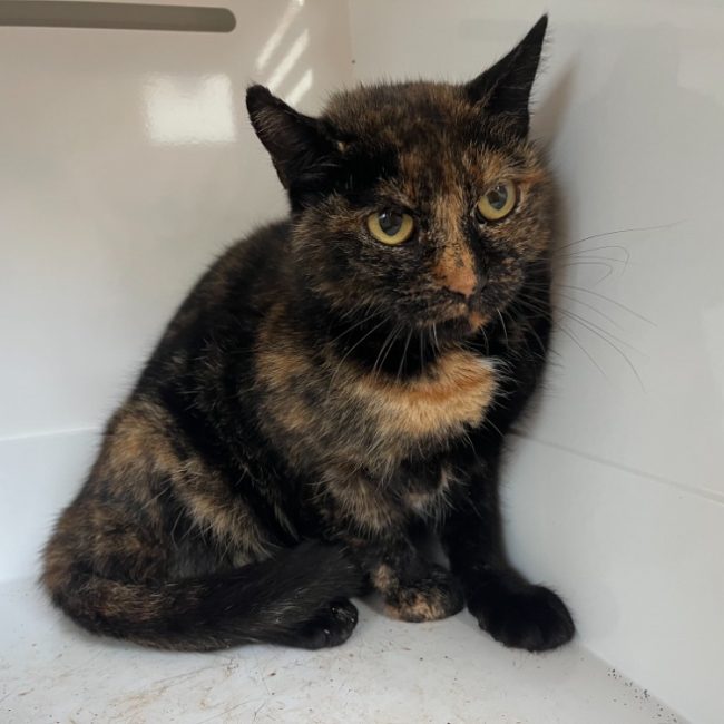 Crystal - Chat Européen à adopter