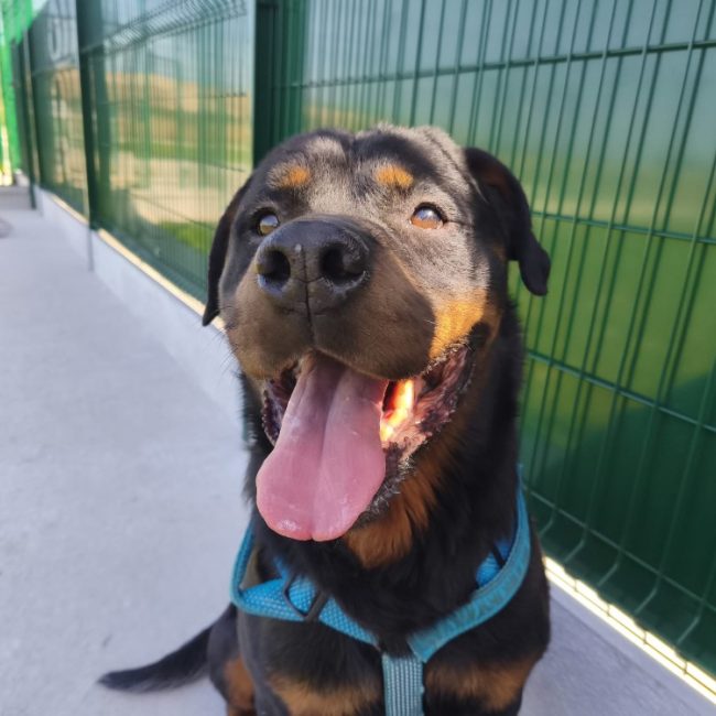 Preston - Chien Rottweiler à adopter