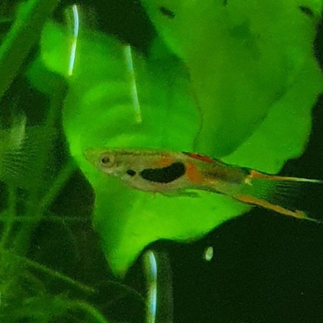 Nemo - Poisson Poisson à adopter