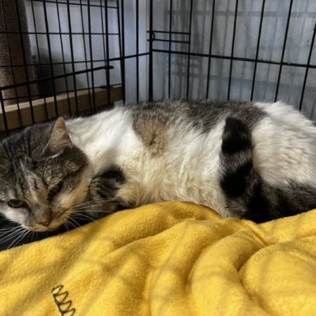 Louve - Chat Européen à adopter