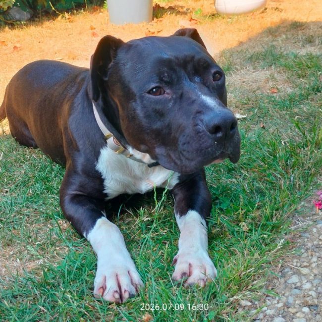 Ulysse - Chien à adopter