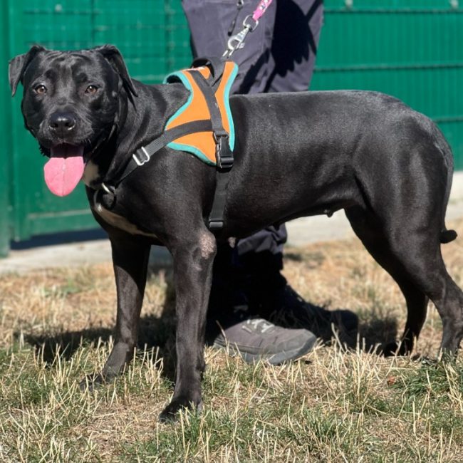 Yumi - Chien à adopter