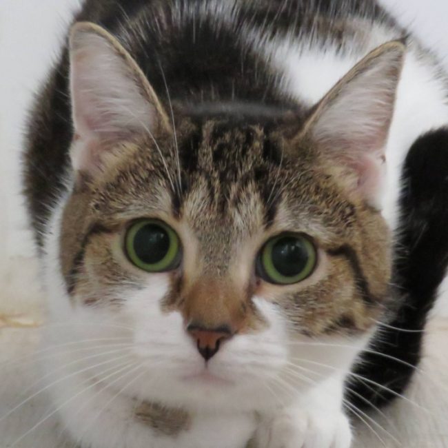 Micha - Chat Européen à adopter