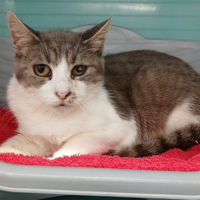 Mady - Chat Européen à adopter