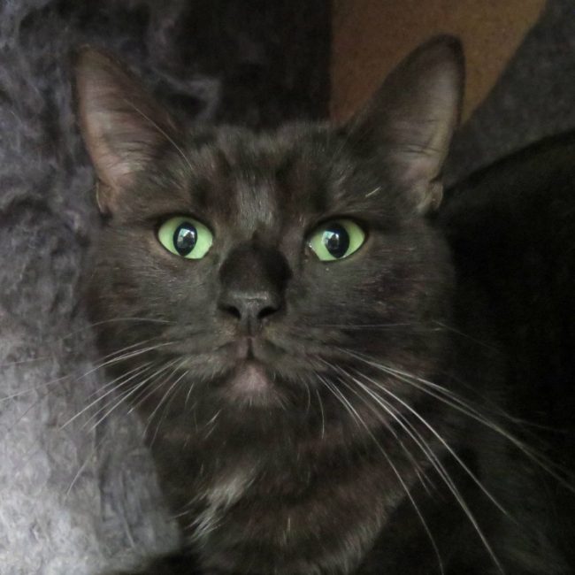 Echo - Chat Européen à adopter