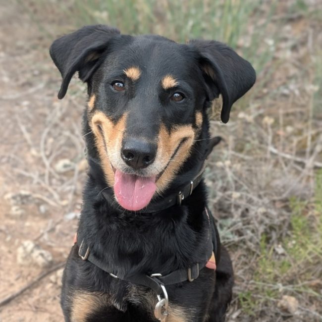 Celeste - Chien à adopter