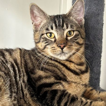 Barbidur - Chat Européen à adopter
