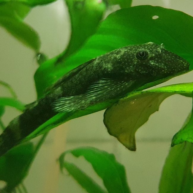 Dorie - Poisson Poisson à adopter