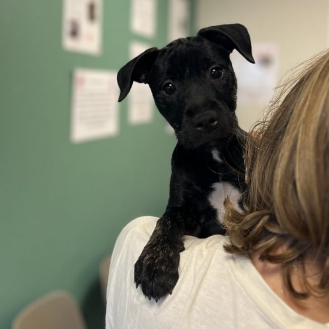 Chipie - Chien à adopter