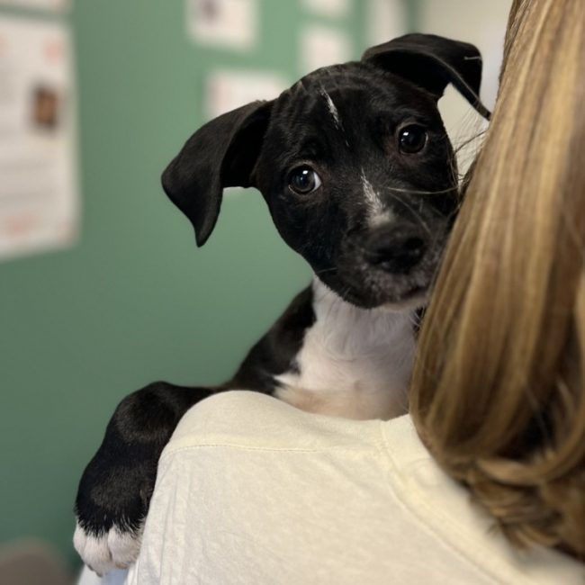 Biscotte - Chien à adopter