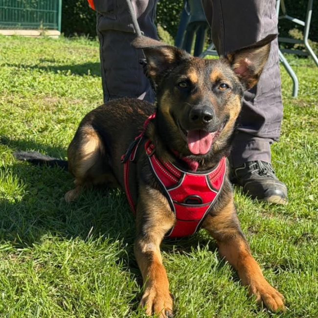 Buzz - Chien à adopter