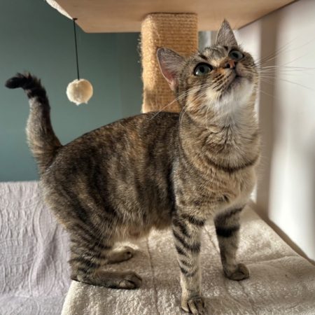 Opale - Chat Européen à adopter