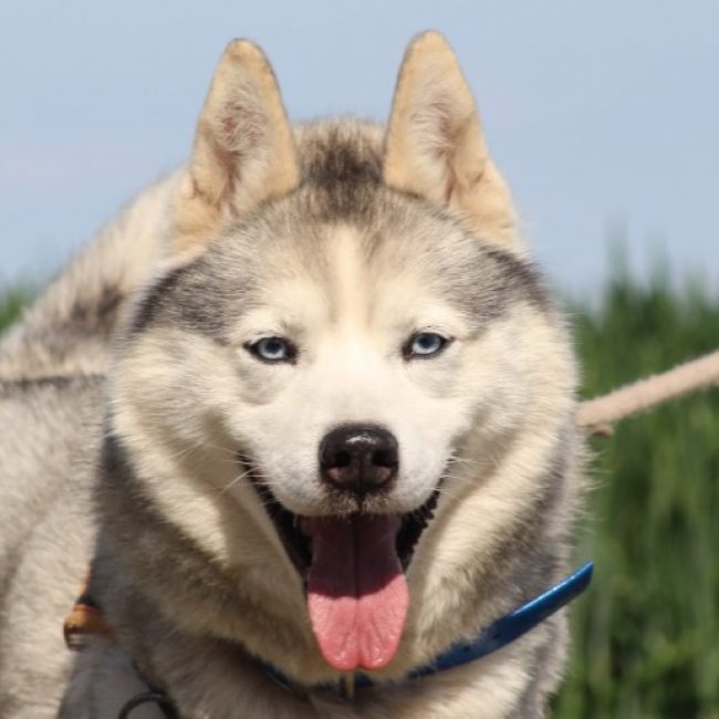 Lucky - Chien Husky Sibérien à adopter