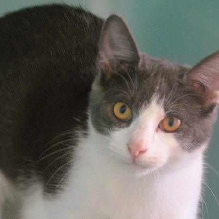 Gaius - Chat Européen à adopter