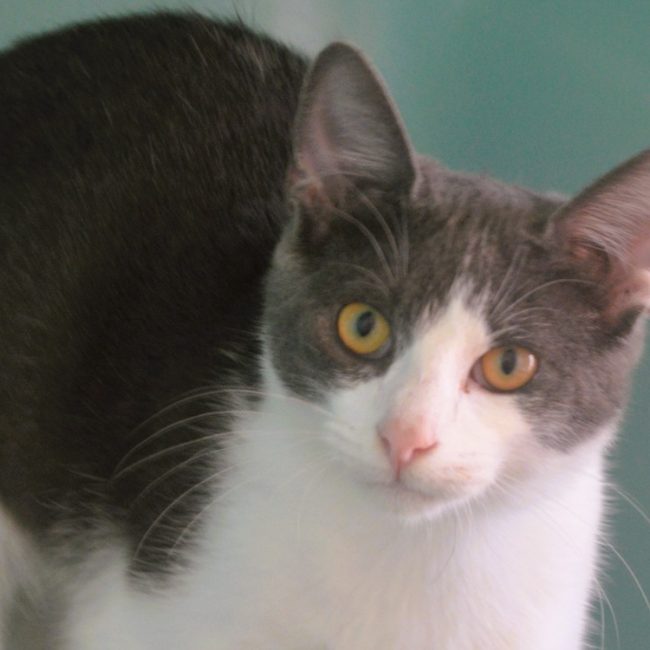 Gaius - Chat Européen à adopter