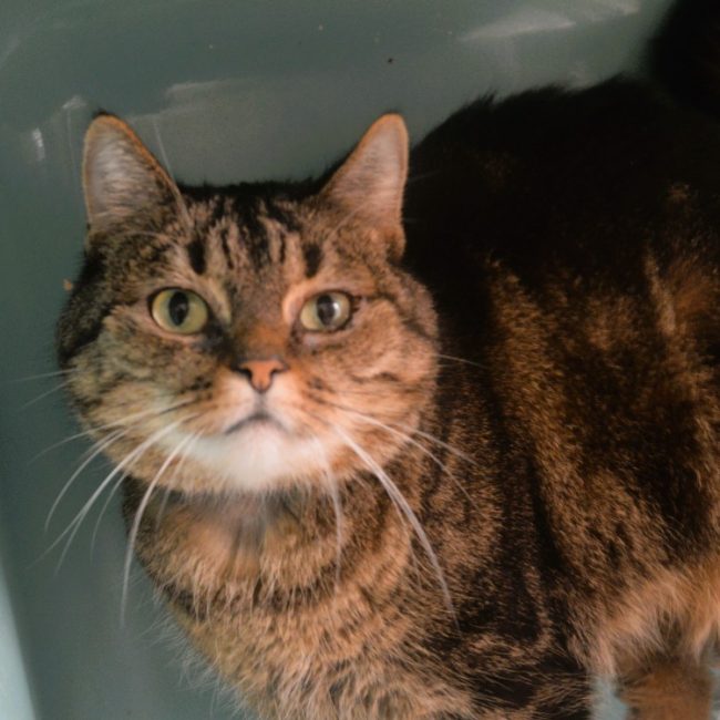 Flamme - Chat Européen à adopter