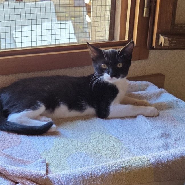 Nala - Chat à adopter