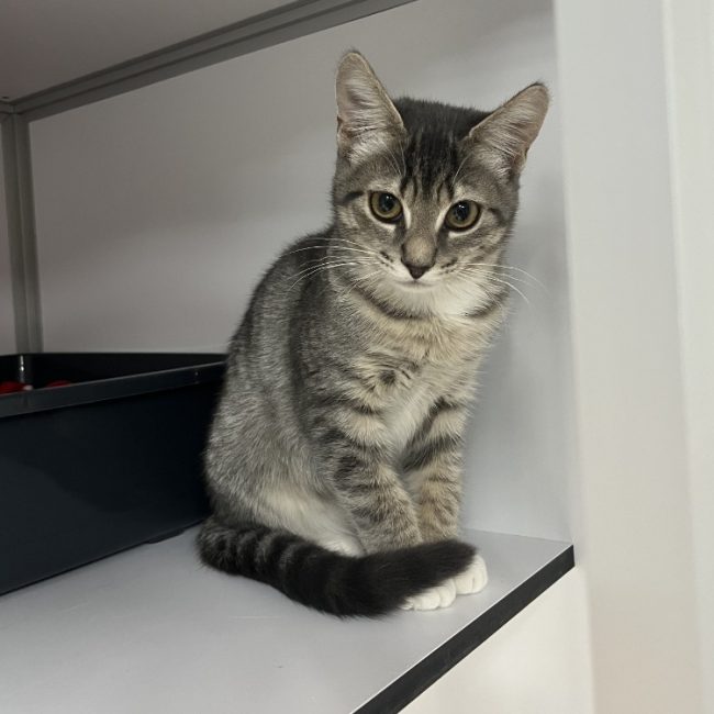 Charlie - Chat Européen à adopter