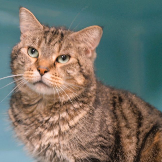 Vasco - Chat Européen à adopter