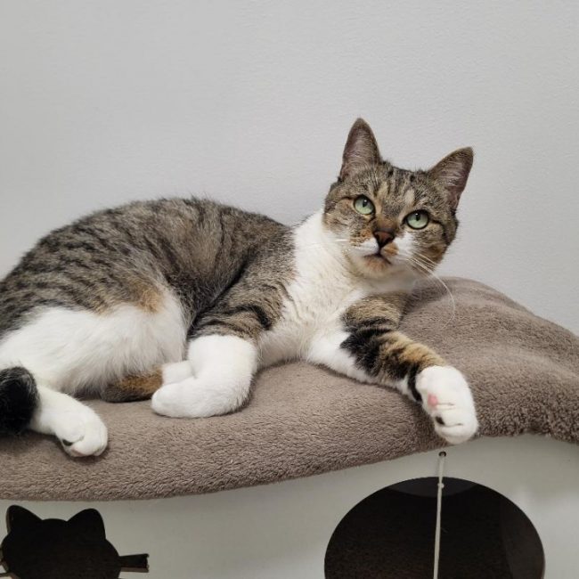âline - Chat Européen à adopter