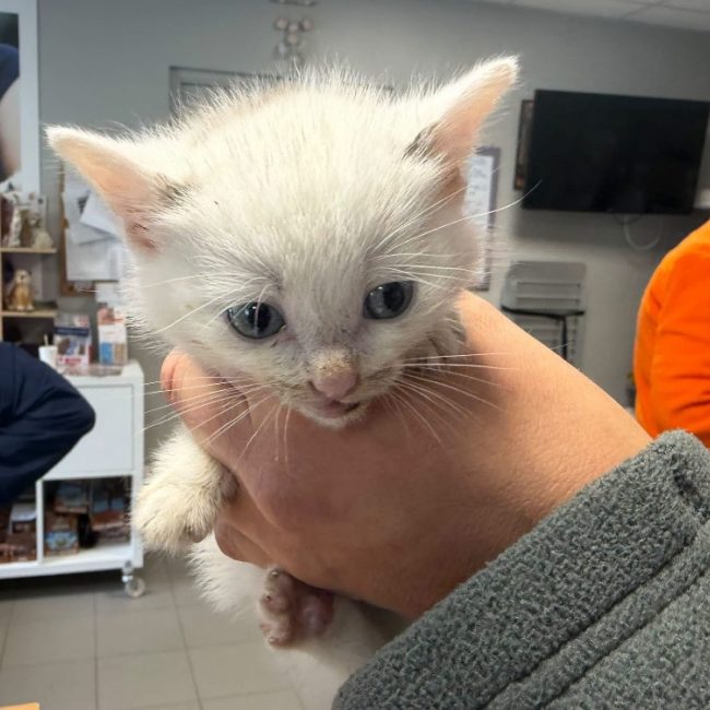 Simon - Chat à adopter