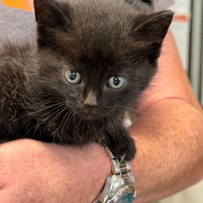 Mougly - Chat Européen à adopter