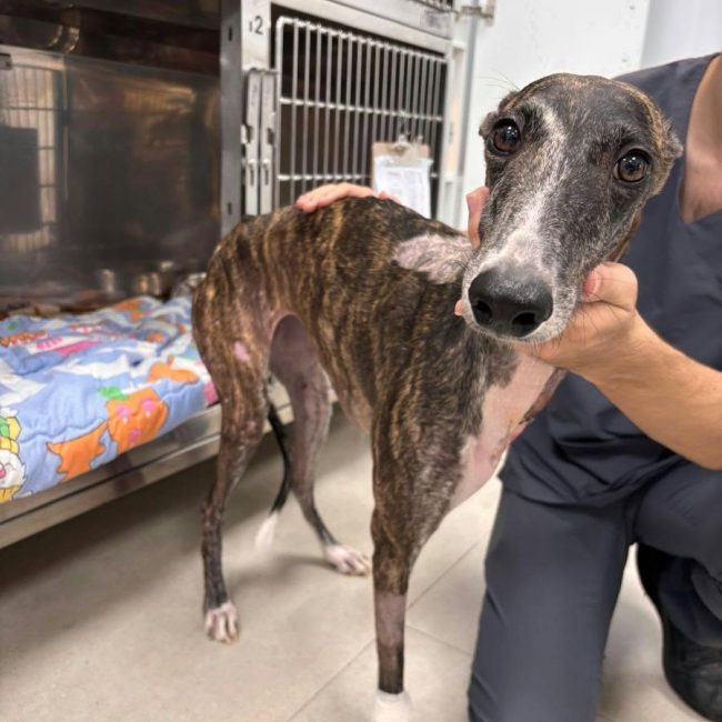 IBIZA - Chien à adopter