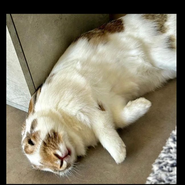 Linus 