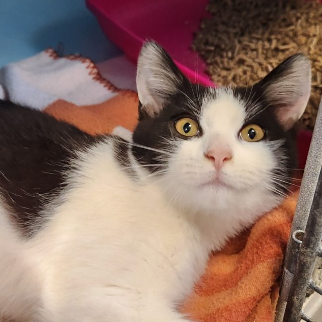 Rexy - Chat Européen à adopter