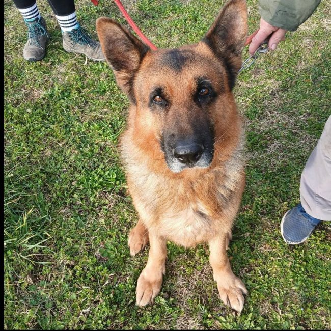 Nash - Chien Berger Allemand à adopter