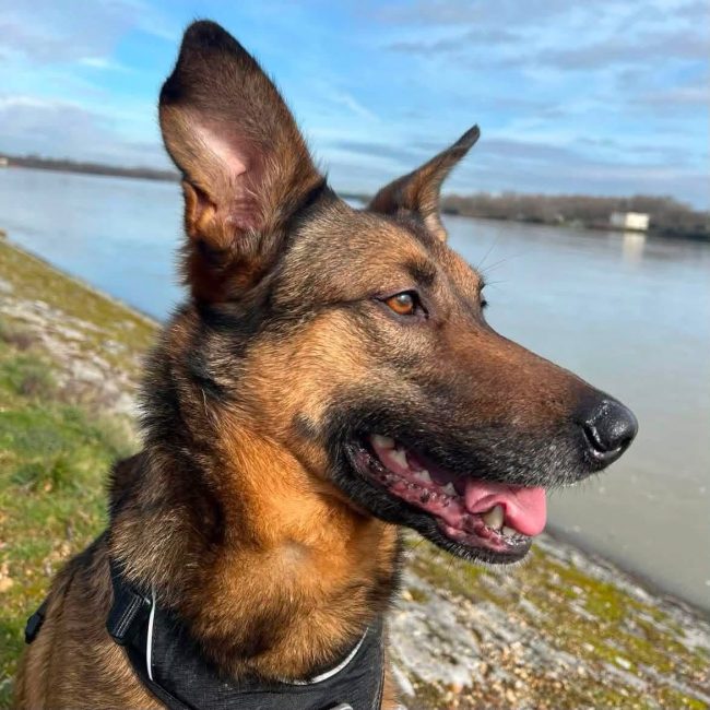 Bako - Chien Berger Belge Malinois à adopter