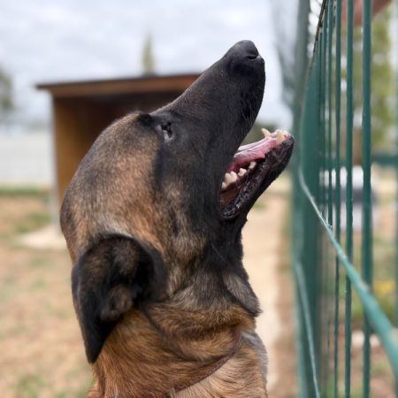 Yoda - Chien Berger Belge Malinois à adopter