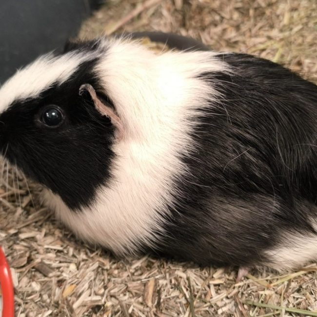 Vanille - Rongeur Cobaye à adopter
