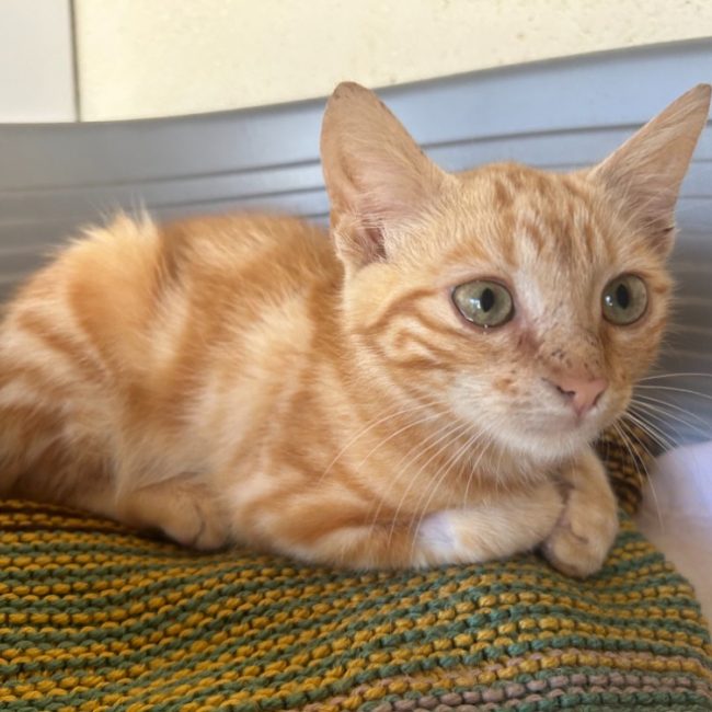 Pacha a trouve sa famille - Chat Européen à adopter